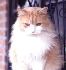 pretty kitty
