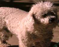 cute pooch
